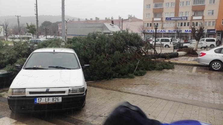 Çanakkale’de Fırtına Çam Ağacını Devirdi, 2 Araç Hasar Gördü