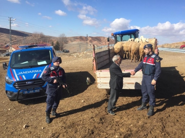 Haymana’da Çalınan 22 Küçükbaş Hayvandan 13’ü Bulundu Sahibine Teslim Edildi