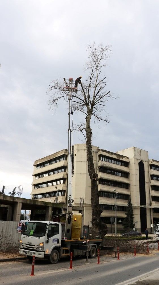 Tarihi Çınarlar Bakımdan Geçiyor