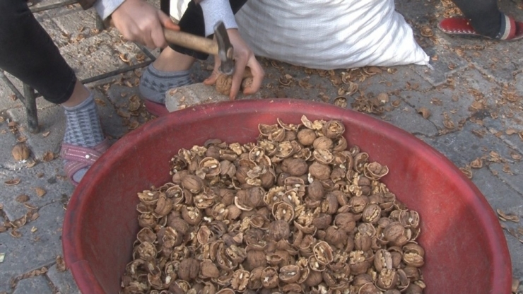 Cevizleri Kırıp Aile Geçimine Katkıda Bulunuyorlar