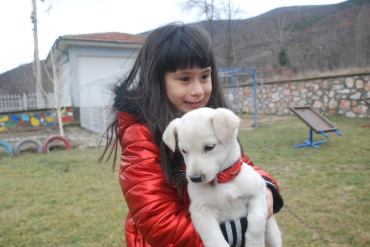 Okullar Terkedilmiş Köpeklerin Yuvası Oldu