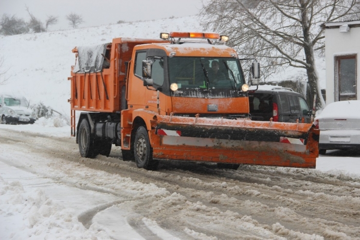 Turuncu Karıncalarda Kar Alarmı