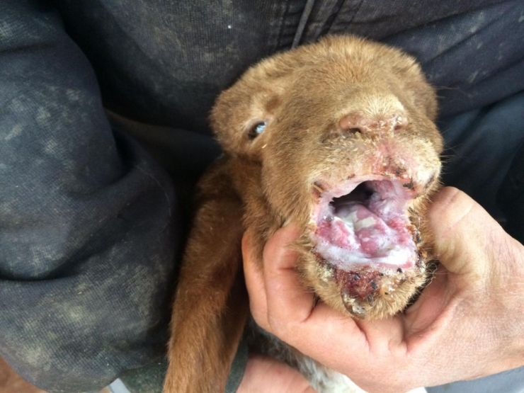 İslahiye’de Veba Vakası