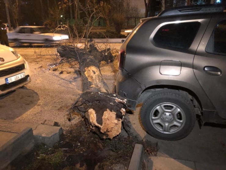 Başkent’te Ağaç Minibüsün Üstüne Devrildi