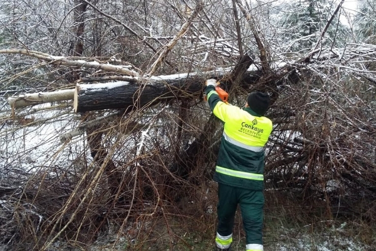 Çankaya’da 4 Bin 599 Ağaç Budandı