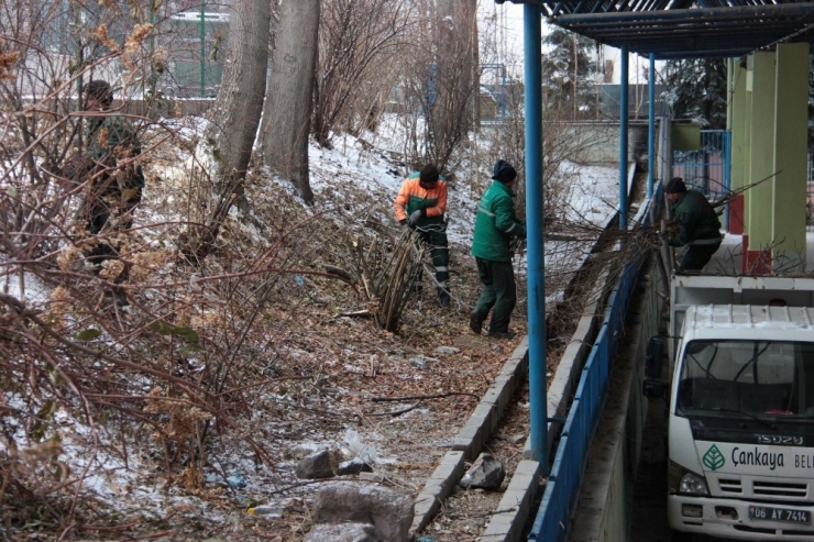 Çankaya’da 4 Bin 599 Ağaç Budandı