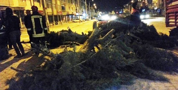 Şiddetli Rüzgar Ağacı Yerinden Söktü