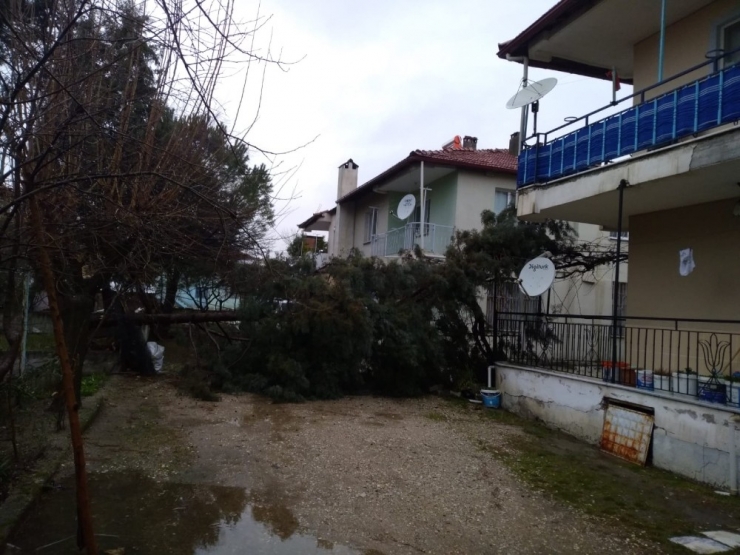 Selendi’de Şiddetli Rüzgar Ağaçları Devirdi