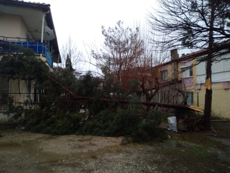 Selendi’de Şiddetli Rüzgar Ağaçları Devirdi