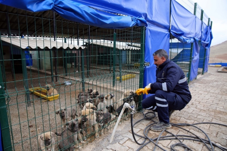 Hayvan Barınağı Sokak Hayvanlarına Yuva Oldu