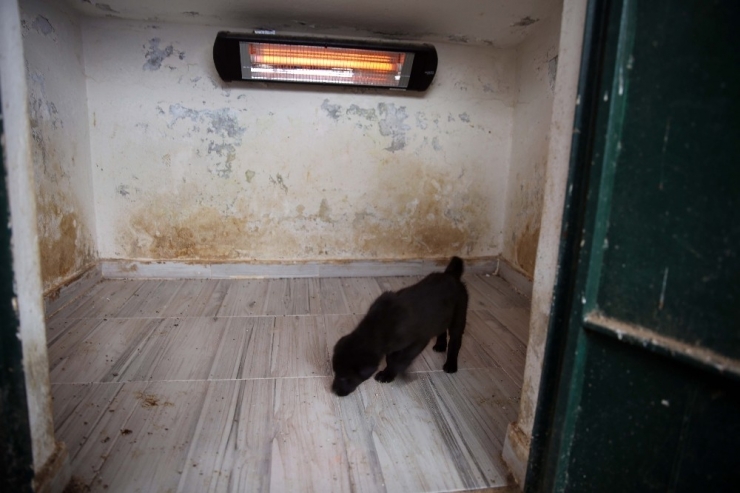 Hayvan Barınağı Sokak Hayvanlarına Yuva Oldu