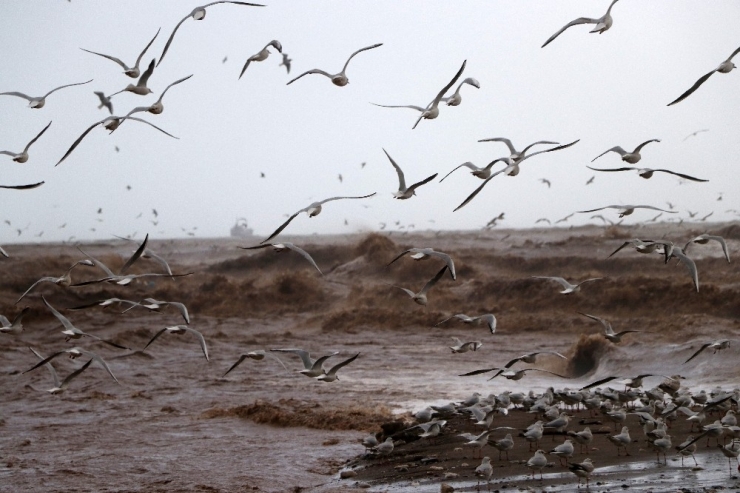 Martıların Fırtınalı Havada Görsel Şöleni