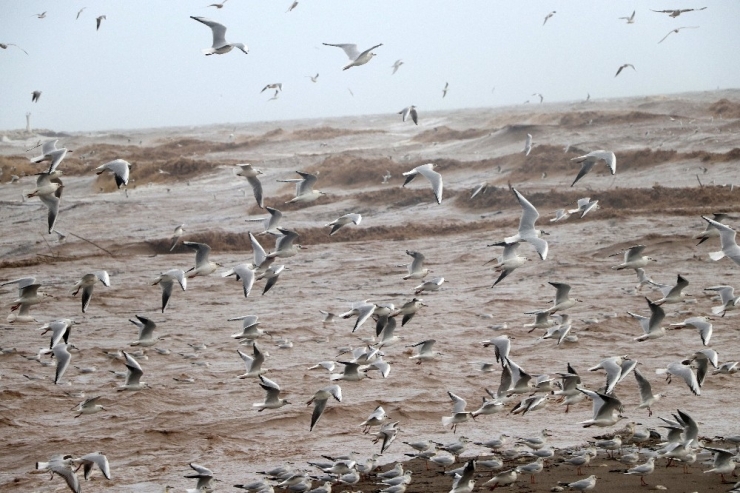 Martıların Fırtınalı Havada Görsel Şöleni