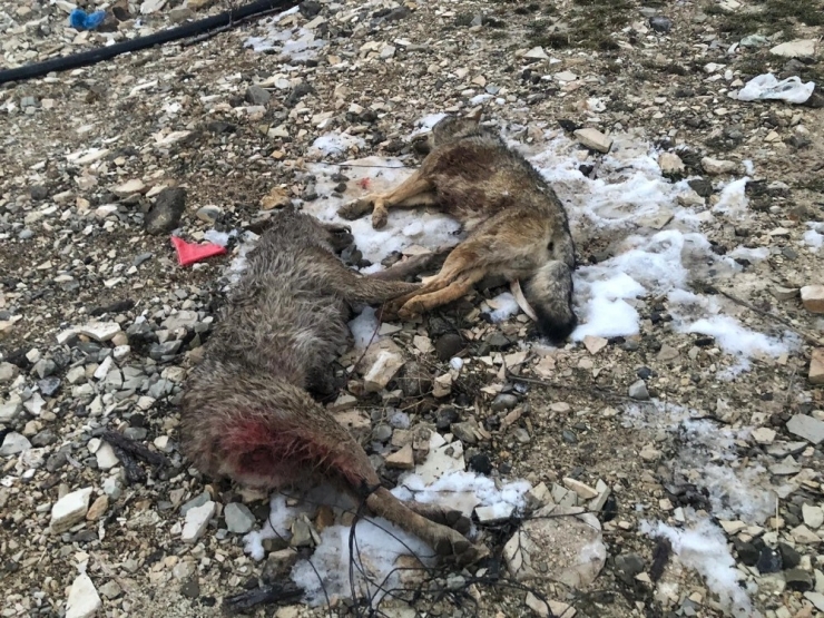 Sürüye Dadanan Kurtları, Kangallar Telef Etti