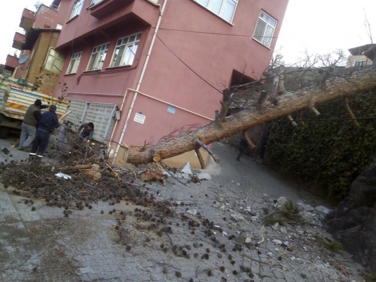 Tokat’ta Aracın Üzerine Ağaç Devrildi