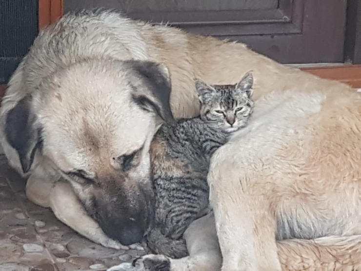 Köpeğin, Annesi Telef Olan Yavru Kediye Şefkati