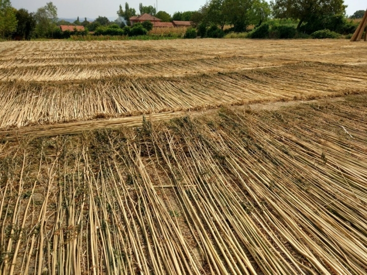 Kenevir Üretimi İzni İçin Son Gün 1 Nisan
