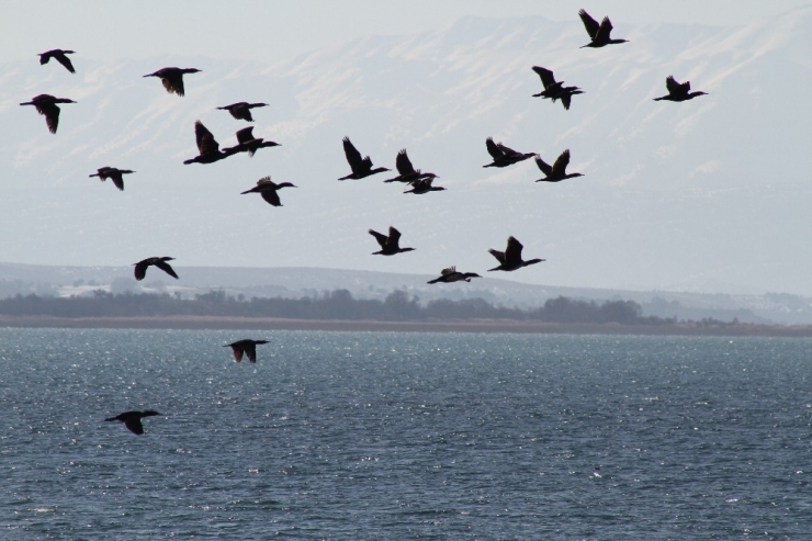 Karabatak Sürüleri Balıkçıların Korkulu Rüyası Haline Geldi