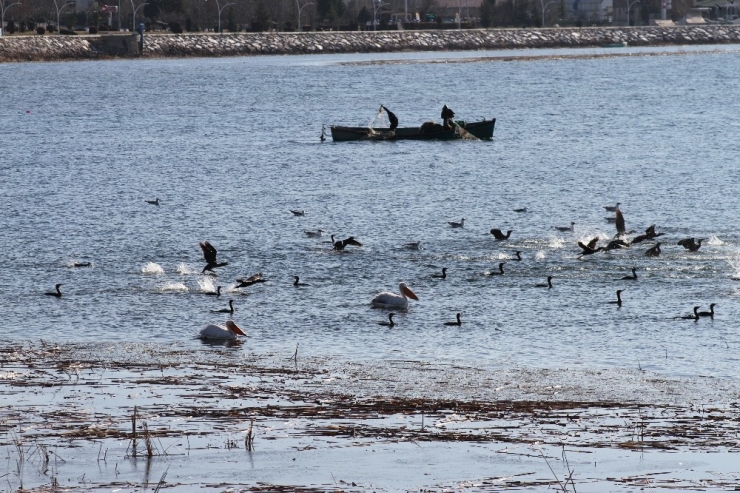 Karabatak Sürüleri Balıkçıların Korkulu Rüyası Haline Geldi