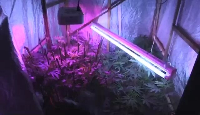 Villada Uyuşturucu Madde Yetiştiren Şahıs Yakalandı