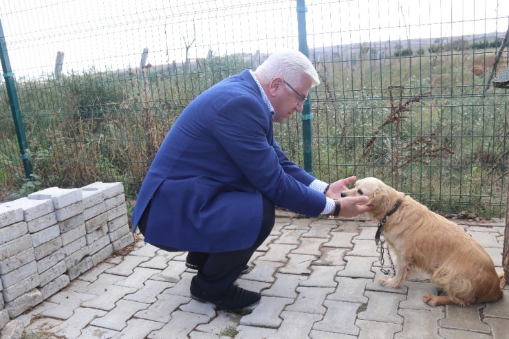 Ergene’de Sokak Hayvanları Sahiplendiriliyor
