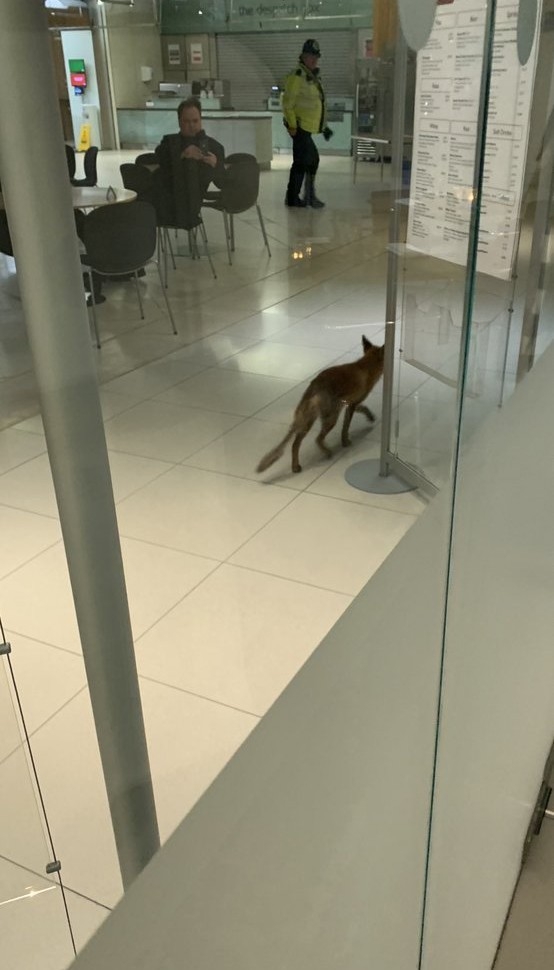 İngiltere Parlamento Binasında Tilki Paniği