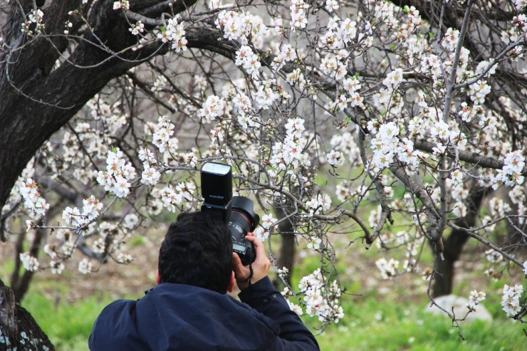 Datça, ’Badem Çiçeği’ Şenliği İle Isındı