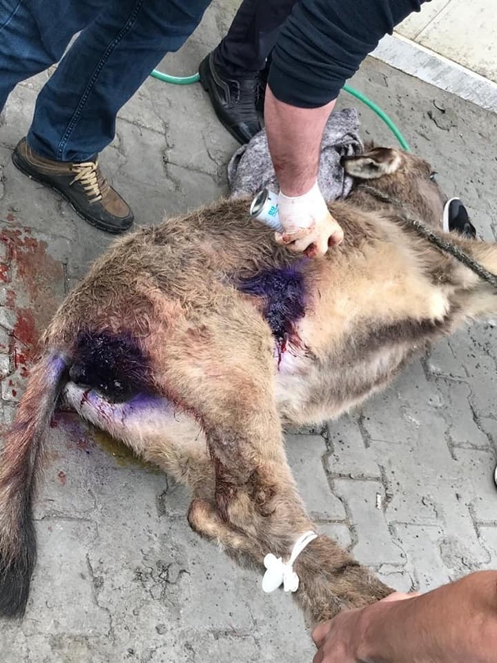 Kurtların Saldırısına Uğrayan Katır Tedavi Edildi