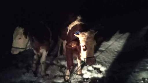 Çalındığı Düşünülen İneklerin Firar Ettiği Anlaşıldı