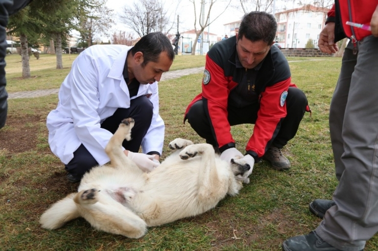 Sokak Hayvanları İçin Özel Kulübeler