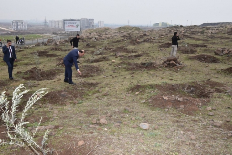 Vali Fidan Dikilen Alanlarda İnceleme Yaptı