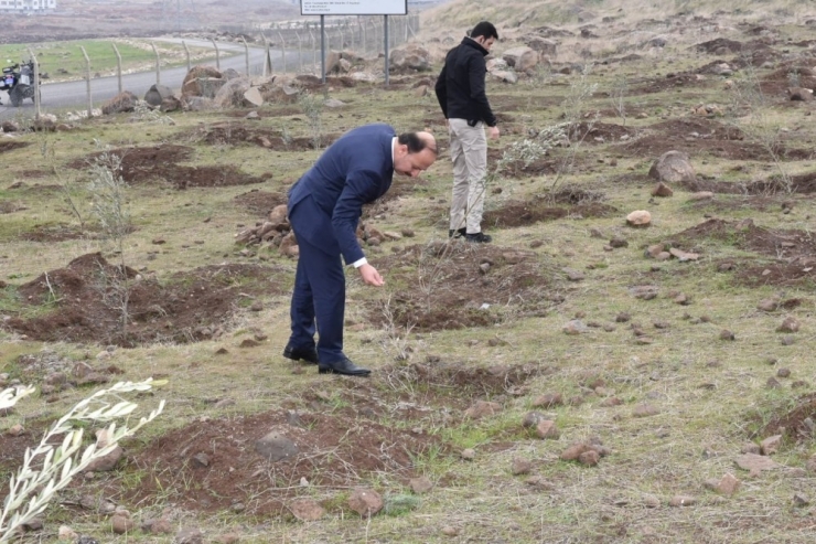 Vali Fidan Dikilen Alanlarda İnceleme Yaptı