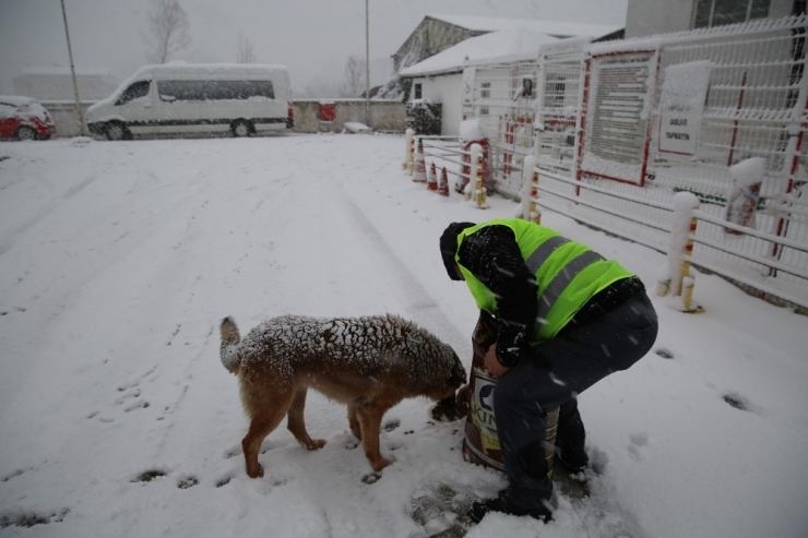 Altınordu Belediyesi Sokak Hayvanlarını Unutmadı