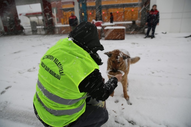 Altınordu Belediyesi Sokak Hayvanlarını Unutmadı