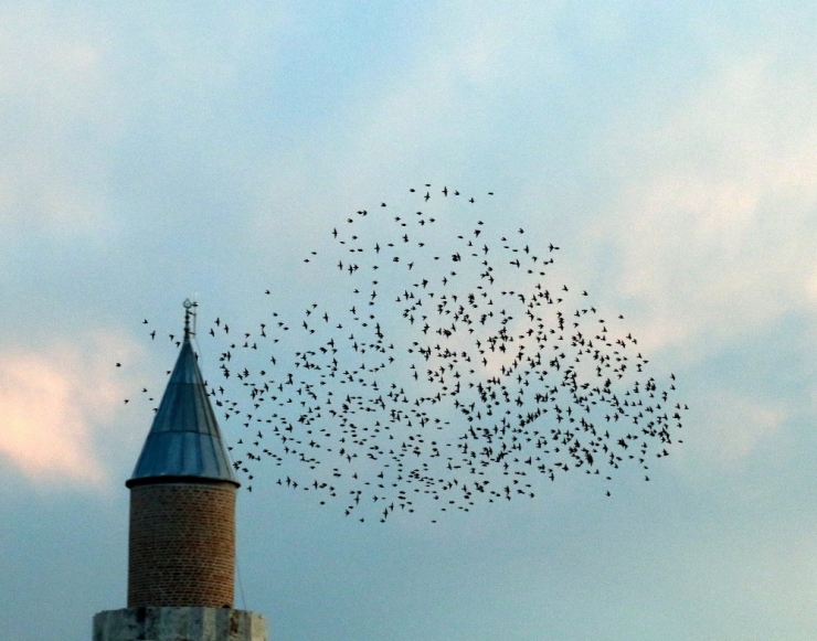 Antalya Semalarında Sığırcıkların Dansı