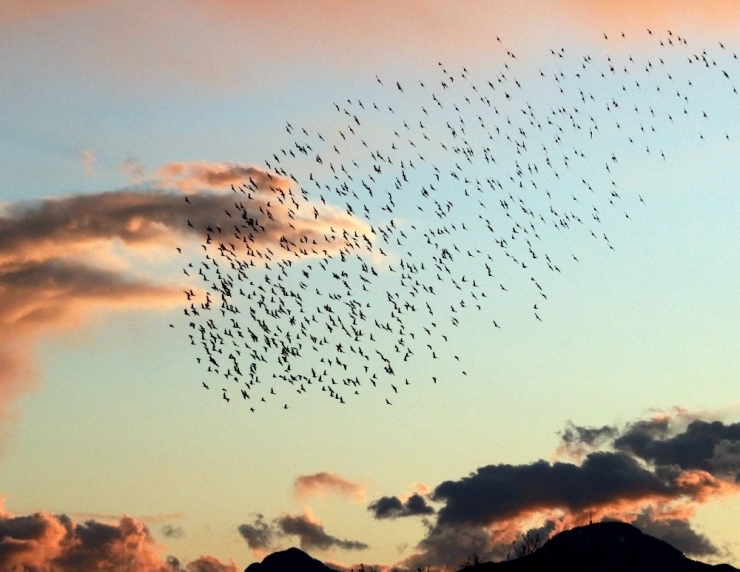 Antalya Semalarında Sığırcıkların Dansı