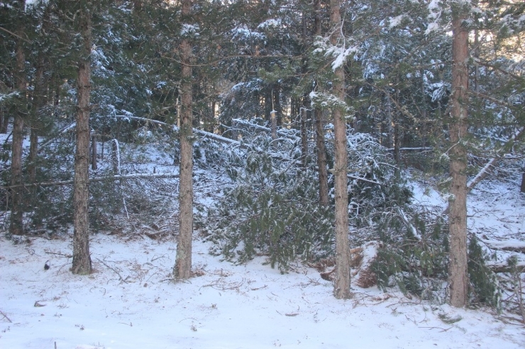 Kar Ve Fırtına Ağaçları Kırdı