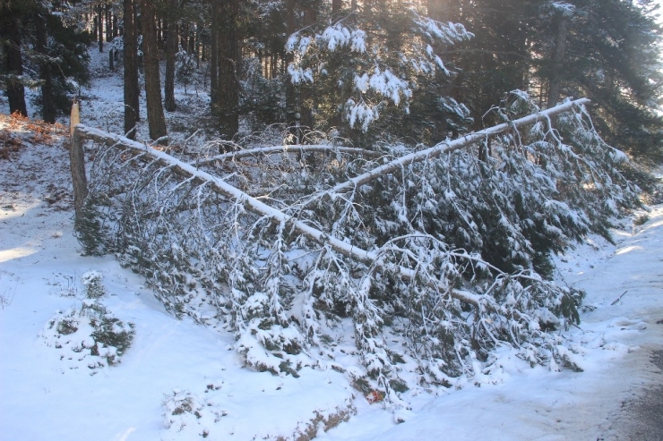 Kar Ve Fırtına Ağaçları Kırdı