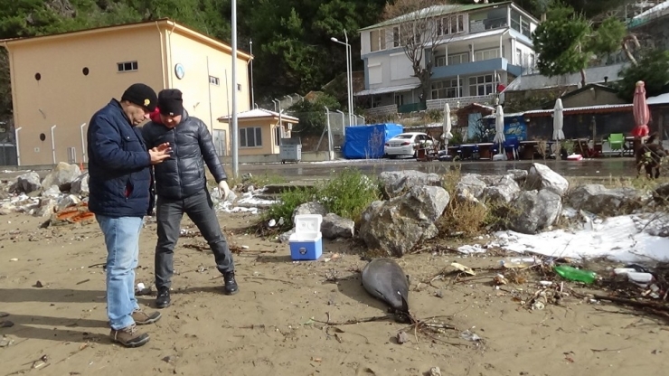 Bartın’da Ölü Yunus Balığı Sahile Vurdu