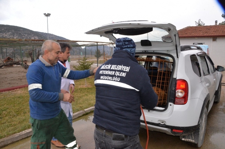Büyük Bir Operasyon Geçiren Köpeğin Tedavisi Tamamlandı