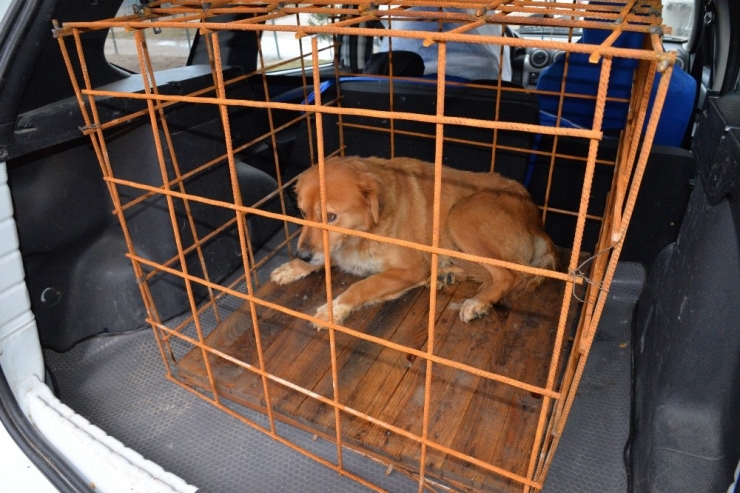 Büyük Bir Operasyon Geçiren Köpeğin Tedavisi Tamamlandı