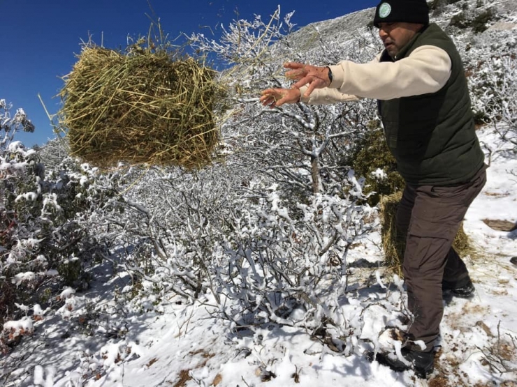 Ekipler, Aydın’da Kara Alışık Olmayan Yaban Hayvanları İçin Seferber Oldu