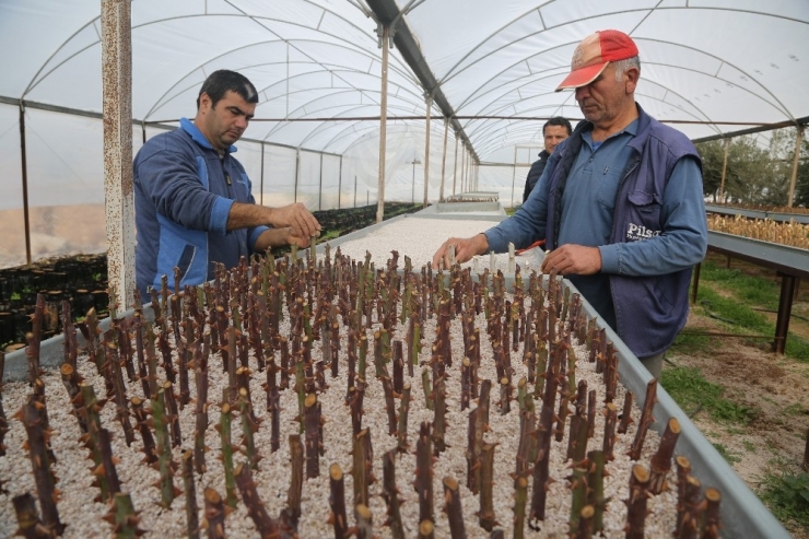 Erdemli Çiçek Serası Yenileniyor
