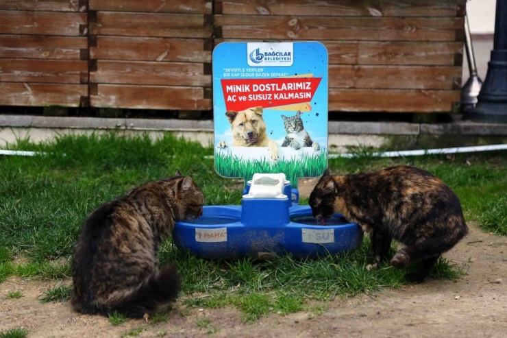 Bağcılar Belediyesi, Sokak Hayvanlarını Unutmadı