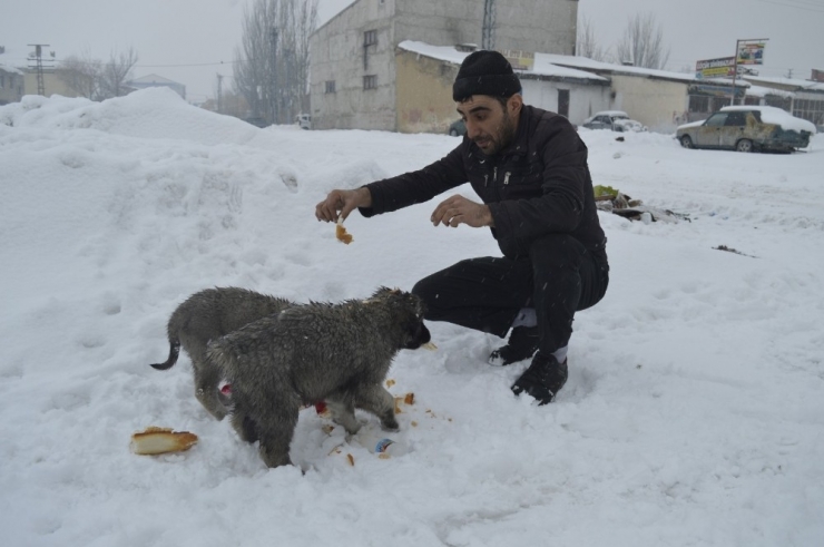 Kar Yağışı Altında Sokak Hayvanları İçin Seferber Oldu