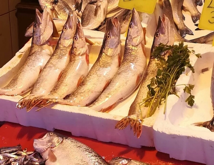 Üreme Dönemindeki Balıkların Satışına 30 Bin Lira Ceza