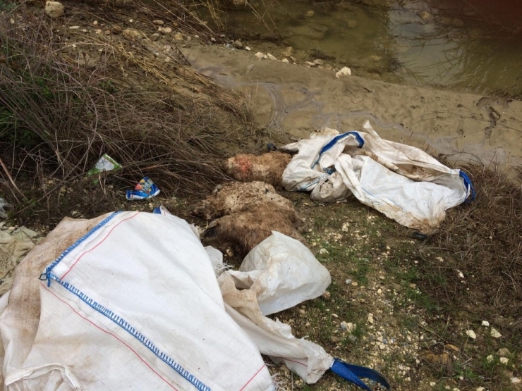 Selden Telef Olmuş Boş Koyun Dere Kenarına Atıldı
