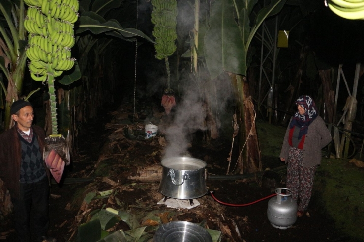 Alanya’da Üreticinin Don Nöbeti