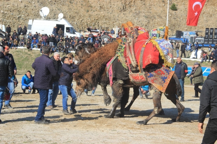 Edremit Deve Güreşlerine Ev Sahipliği Yaptı