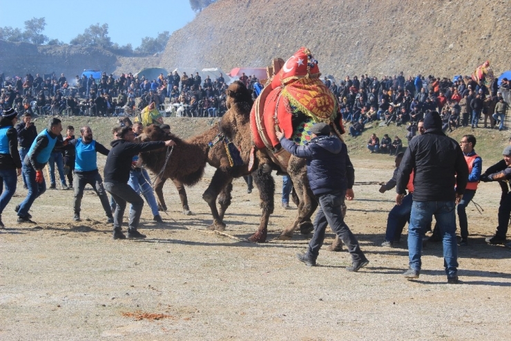 Edremit Deve Güreşlerine Ev Sahipliği Yaptı